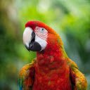 Multicolored parrot  screen for extension Chrome web store in OffiDocs Chromium