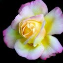 Multicolored Rose  screen for extension Chrome web store in OffiDocs Chromium