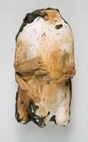 Free download Mummified Pigeon in Case free photo or picture to be edited with GIMP online image editor