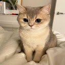 Munchkin cat wallpaper  screen for extension Chrome web store in OffiDocs Chromium