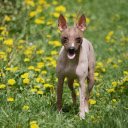 Muscular Dog  screen for extension Chrome web store in OffiDocs Chromium