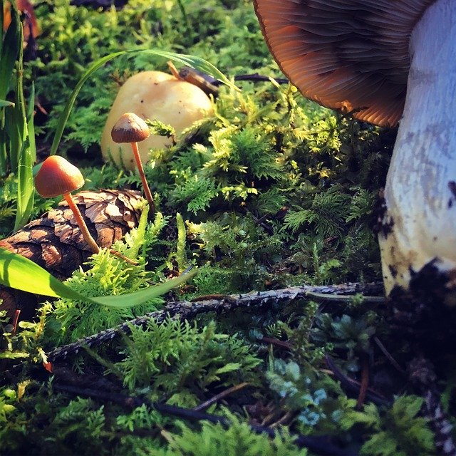 ดาวน์โหลด Mushroom Autumn Mushrooms ฟรี - ภาพถ่ายหรือรูปภาพที่จะแก้ไขด้วยโปรแกรมแก้ไขรูปภาพออนไลน์ GIMP ฟรี