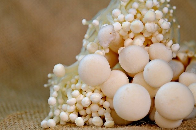 Free download mushroom edible fresh organic free picture to be edited with GIMP free online image editor