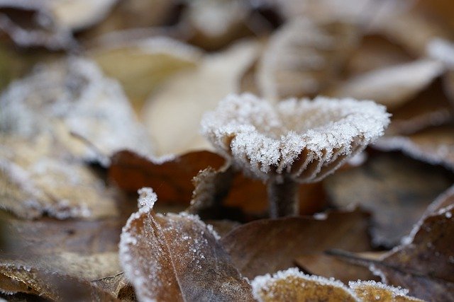 Gratis download paddestoel vorst winter ijskristallen gratis foto om te bewerken met GIMP gratis online afbeeldingseditor