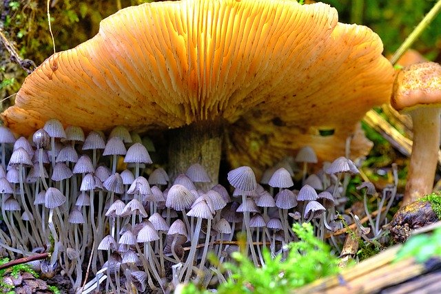 Free download mushroom fungus fungi plants free picture to be edited with GIMP free online image editor