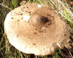 Free download Mushroom free photo or picture to be edited with GIMP online image editor