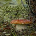 Mushroom in the forest wallpaper  screen for extension Chrome web store in OffiDocs Chromium