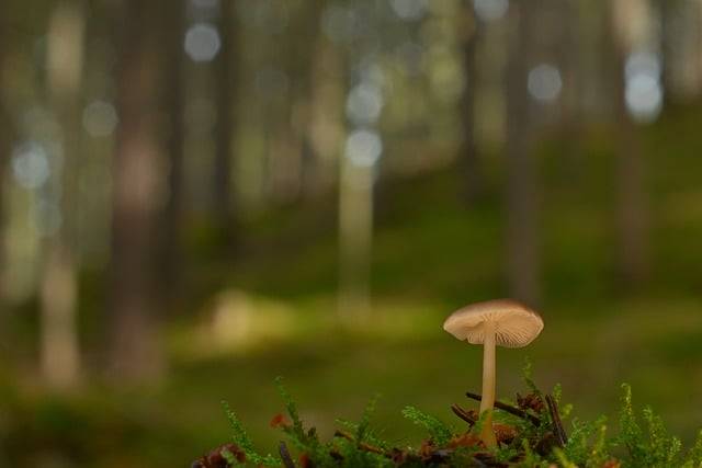 Download grátis Mushroom Moss Forest Floor - foto grátis ou imagem para ser editada com o editor de imagens online GIMP