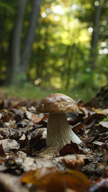 Free download mushroom nature forest landscape free picture to be edited with GIMP free online image editor