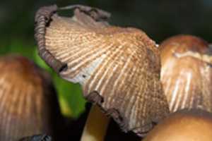 Free download Mushroom Pictures free photo or picture to be edited with GIMP online image editor