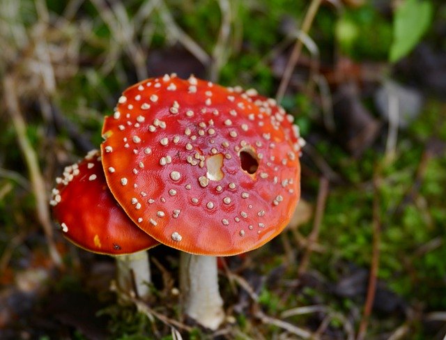 Téléchargement gratuit de Mushroom Red With White Dots Fly - photo ou image gratuite à éditer avec l'éditeur d'images en ligne GIMP