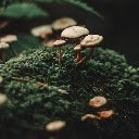 Mushrooms Among the Moss  screen for extension Chrome web store in OffiDocs Chromium