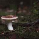 Mushrooms and dry firewood  screen for extension Chrome web store in OffiDocs Chromium