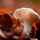 Mushrooms and falling leaves  screen for extension Chrome web store in OffiDocs Chromium