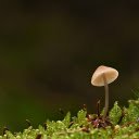 Mushrooms and moss  screen for extension Chrome web store in OffiDocs Chromium