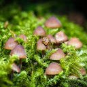 Mushrooms and snails  screen for extension Chrome web store in OffiDocs Chromium