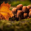 Mushrooms and yellow leaves  screen for extension Chrome web store in OffiDocs Chromium