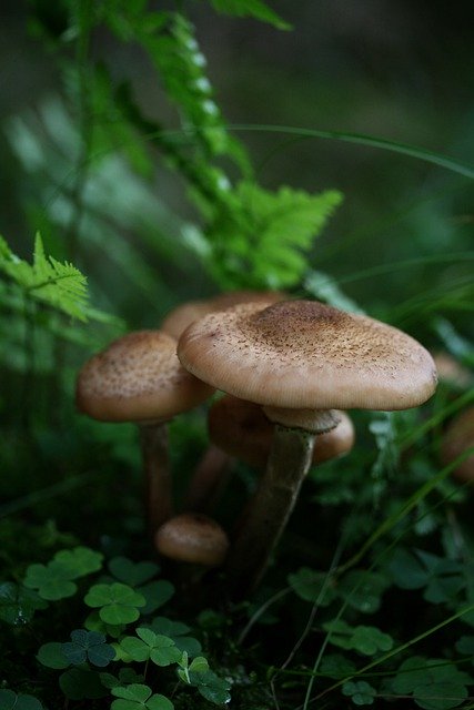 Free download mushrooms armillaria mellea free picture to be edited with GIMP free online image editor