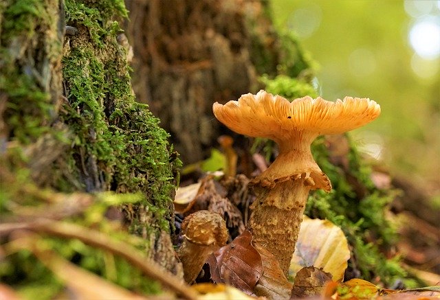 دانلود رایگان عکس پاییزی طبیعت جنگل قارچ برای ویرایش با ویرایشگر تصویر آنلاین رایگان GIMP