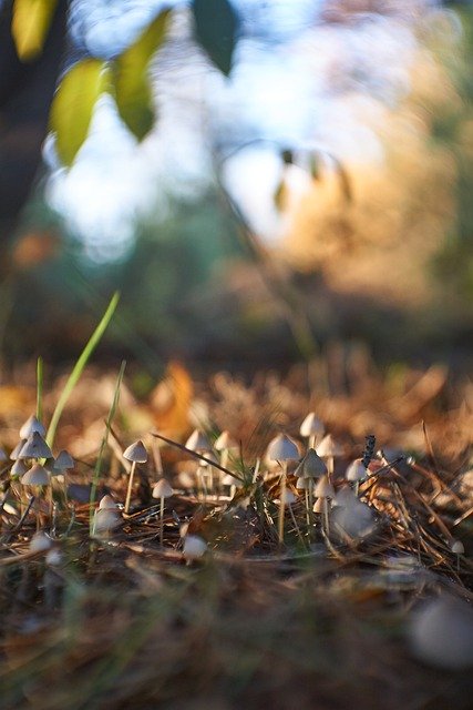 Free download mushrooms forest scenery autumn free picture to be edited with GIMP free online image editor