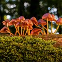 Mushrooms grow on trees  screen for extension Chrome web store in OffiDocs Chromium