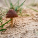 Mushrooms in the sand  screen for extension Chrome web store in OffiDocs Chromium