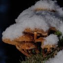 Mushrooms in the snow  screen for extension Chrome web store in OffiDocs Chromium