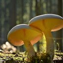 Mushrooms in the Sun  screen for extension Chrome web store in OffiDocs Chromium
