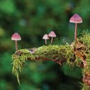 Mushrooms Moss  screen for extension Chrome web store in OffiDocs Chromium