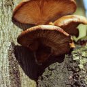 Mushrooms on Tree Bark  screen for extension Chrome web store in OffiDocs Chromium