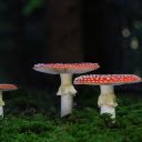 Mushroom wears a dress  screen for extension Chrome web store in OffiDocs Chromium