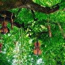 Musical instrument trees  screen for extension Chrome web store in OffiDocs Chromium