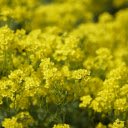 Mustard flowers bloom brilliantly  screen for extension Chrome web store in OffiDocs Chromium