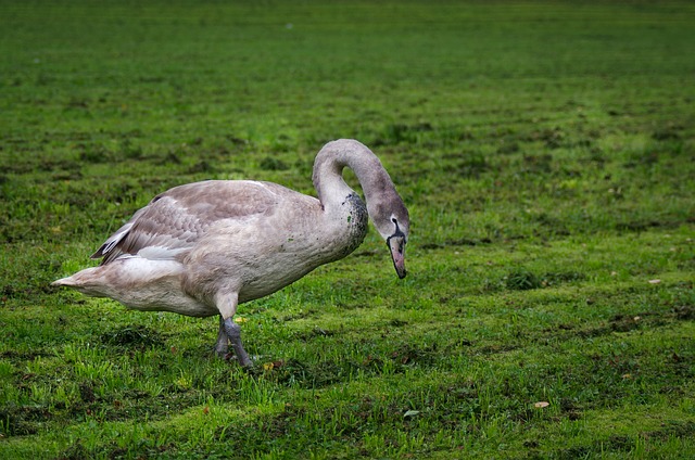 دانلود رایگان عکس پرنده خاکستری جوان قوی قو خاموش برای ویرایش با ویرایشگر تصویر آنلاین رایگان GIMP