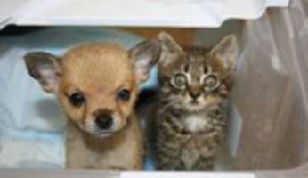 Free download My dog and cat free photo or picture to be edited with GIMP online image editor