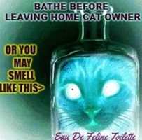 Free download My Kitty Meme free photo or picture to be edited with GIMP online image editor