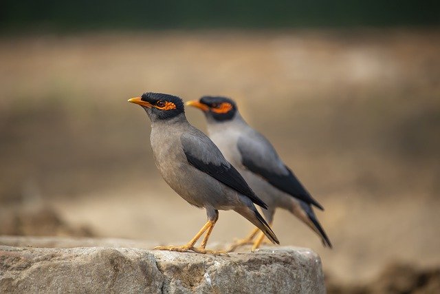 Free download myna birds animals wildlife nature free picture to be edited with GIMP free online image editor
