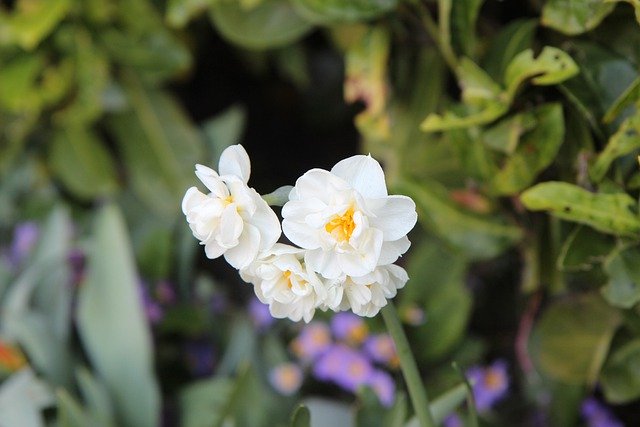 Free download narcissus narcissus bi colors free picture to be edited with GIMP free online image editor