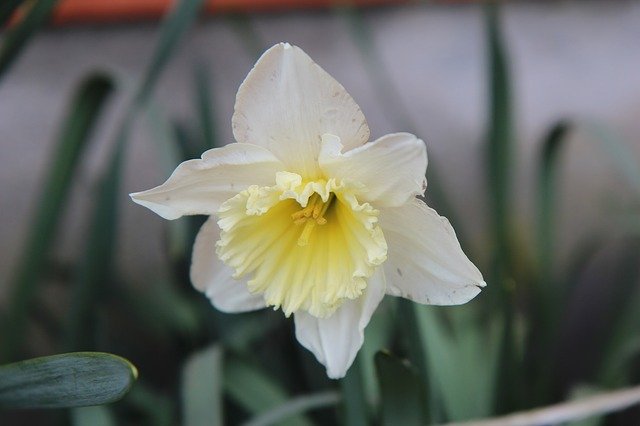 Bezpłatne pobieranie Narcissus Yellow Spring - bezpłatne zdjęcie lub obraz do edycji za pomocą internetowego edytora obrazów GIMP