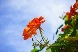 Free download Nasturtium and Buttercup pictures free photo or picture to be edited with GIMP online image editor