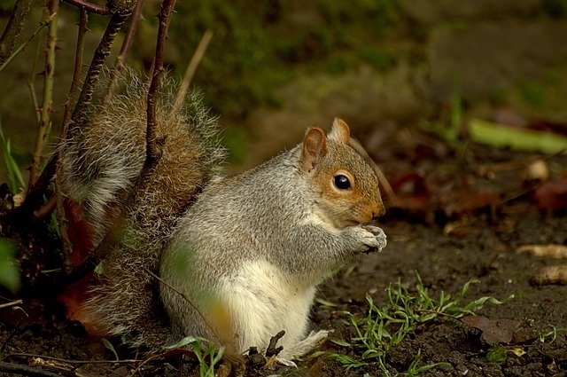 يمكنك تنزيل قالب صور مجاني من Natura Animals Animal World لتحريره باستخدام محرر الصور عبر الإنترنت GIMP