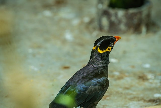 Téléchargement gratuit mainate oiseau animal naturel gros plan image gratuite à éditer avec l'éditeur d'images en ligne gratuit GIMP