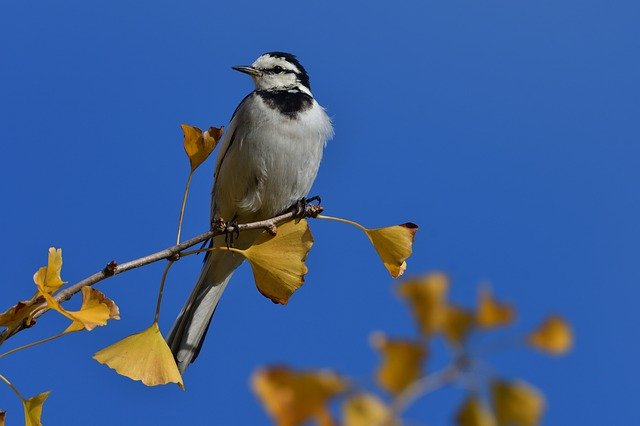 Free download natural bird outdoors wild animals free picture to be edited with GIMP free online image editor