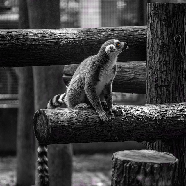 Kostenloser Download natürlicher schwarz-weißer Primaten, kostenloses Bild zur Bearbeitung mit dem kostenlosen Online-Bildeditor GIMP