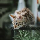 NATURAL CAT THEME  screen for extension Chrome web store in OffiDocs Chromium