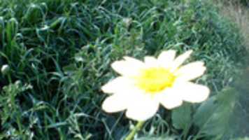 Téléchargement gratuit de Naturaleza-Flor photo ou image gratuite à éditer avec l'éditeur d'images en ligne GIMP