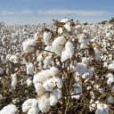 Natural white cotton  screen for extension Chrome web store in OffiDocs Chromium