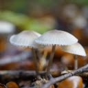 Natural white mushrooms  screen for extension Chrome web store in OffiDocs Chromium