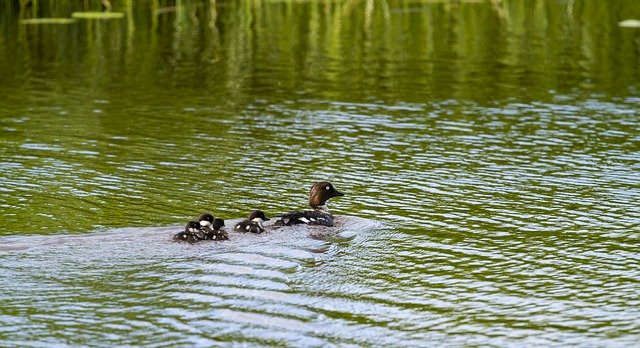 Free download nature animal bird tent parent free picture to be edited with GIMP free online image editor