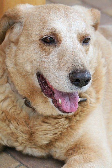 Kostenloser Download Natur Tier Hund Haustiere alt eb kostenloses Bild zur Bearbeitung mit dem kostenlosen Online-Bildeditor GIMP